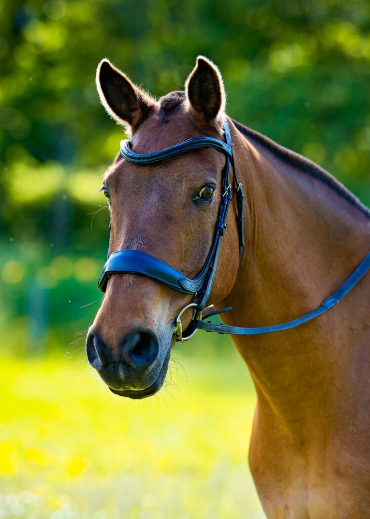 A horse looking at the camera during photoshoot in Glasgow