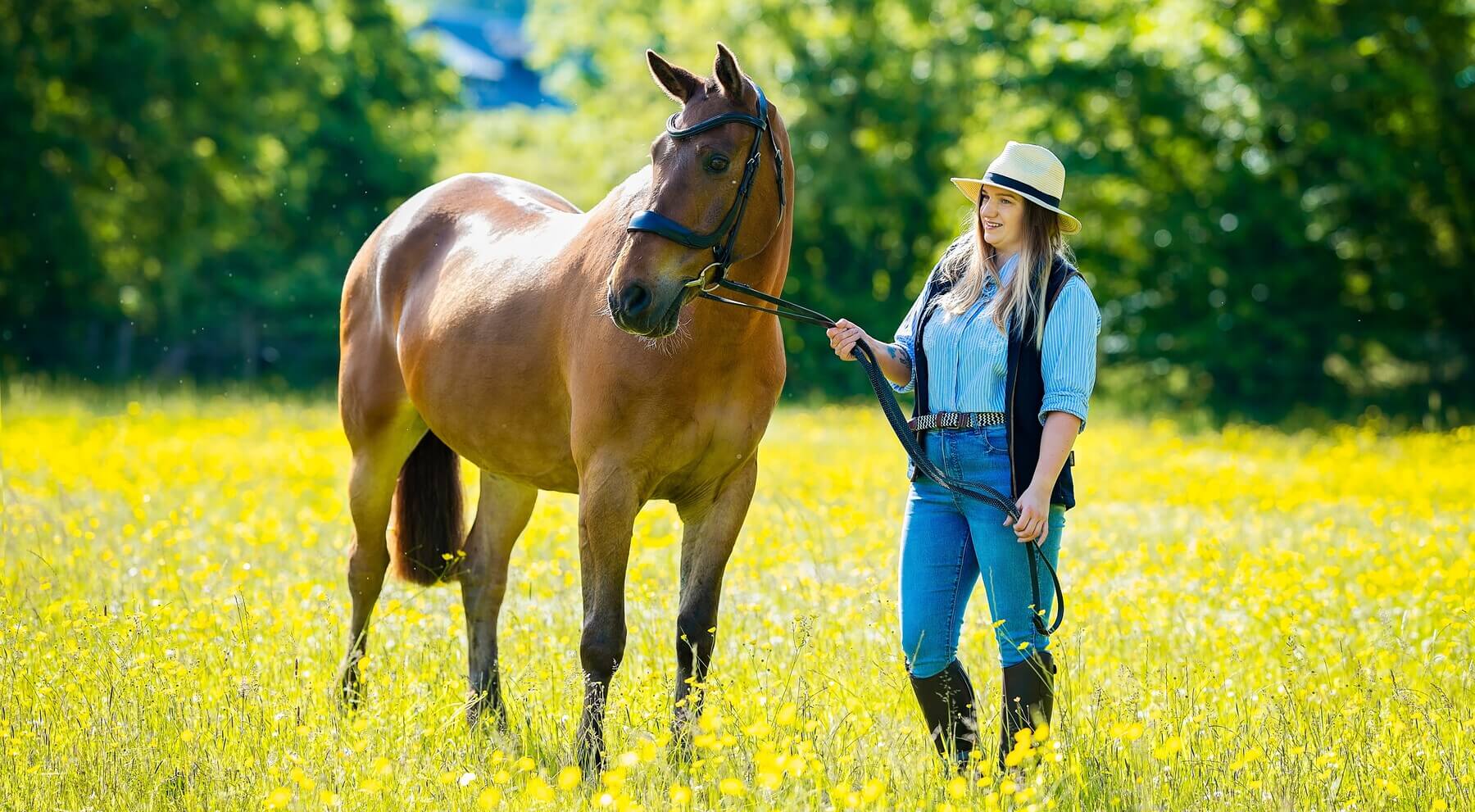Horse photography Glasgow – bay horse and owner in a buttercup meadow Bay horse in a bridle led through a buttercup meadow by its owner during an equine photography session near Glasgow